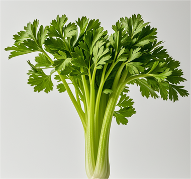 1720404337617044.png 芹菜.png